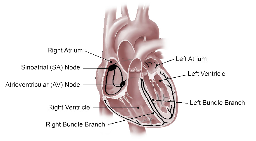 Medical illustration of a heart section highlighting atriums, nodes, ventricles and bundle branches.