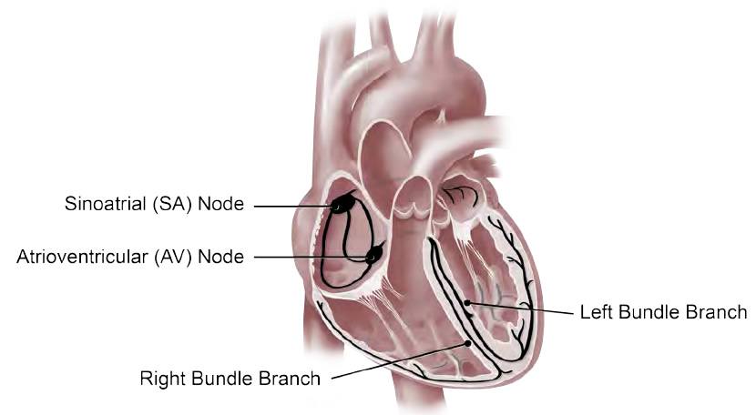 The Heart S Electrical System University Of Ottawa Heart Institute