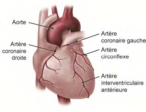 Illustration médicale d'un coeur montrant l'aorte, l'artère coronaire droite, l'artère coronaire gauche, l'artère circonflexe et l'artère interventriculaire antérieure, qui assurent le bon fonctionnement du système circulatoire.