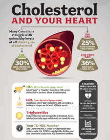Cholesterol and your heart infographic