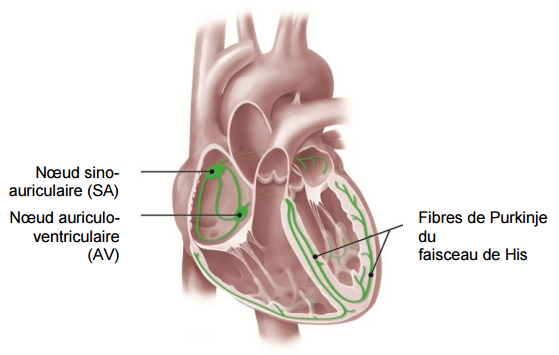 Illustration médicale d'un coeur montrant le noeud sino-auriculaire, le noeud auriculo-ventriculaire et les fibres de Purkinje du faisceau de His, qui contrôlent les impulsions électriques qui font battre le coeur.