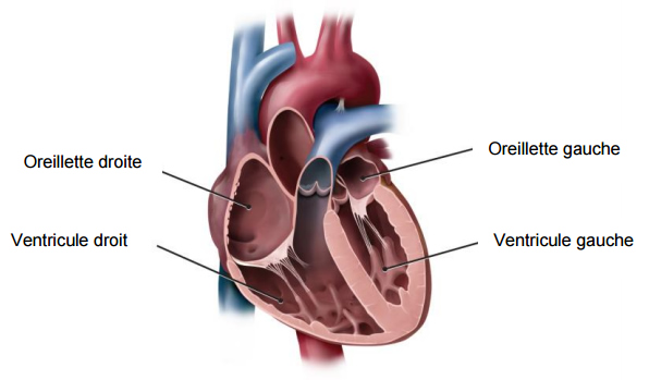 Illustration médicale d'un coeur montrant les oreillettes droite et gauche, qui collectent le sang qui revient vers le coeur, ainsi que les ventricules droit et gauches, qui pompent le sang hors du coeur.