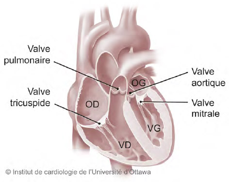 Diagramme du coeur