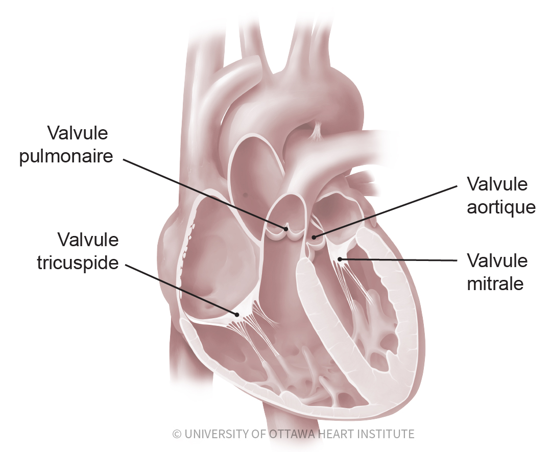 Les valvules cardiaques : pulmonaire, aortique, tricuspide et mitrale