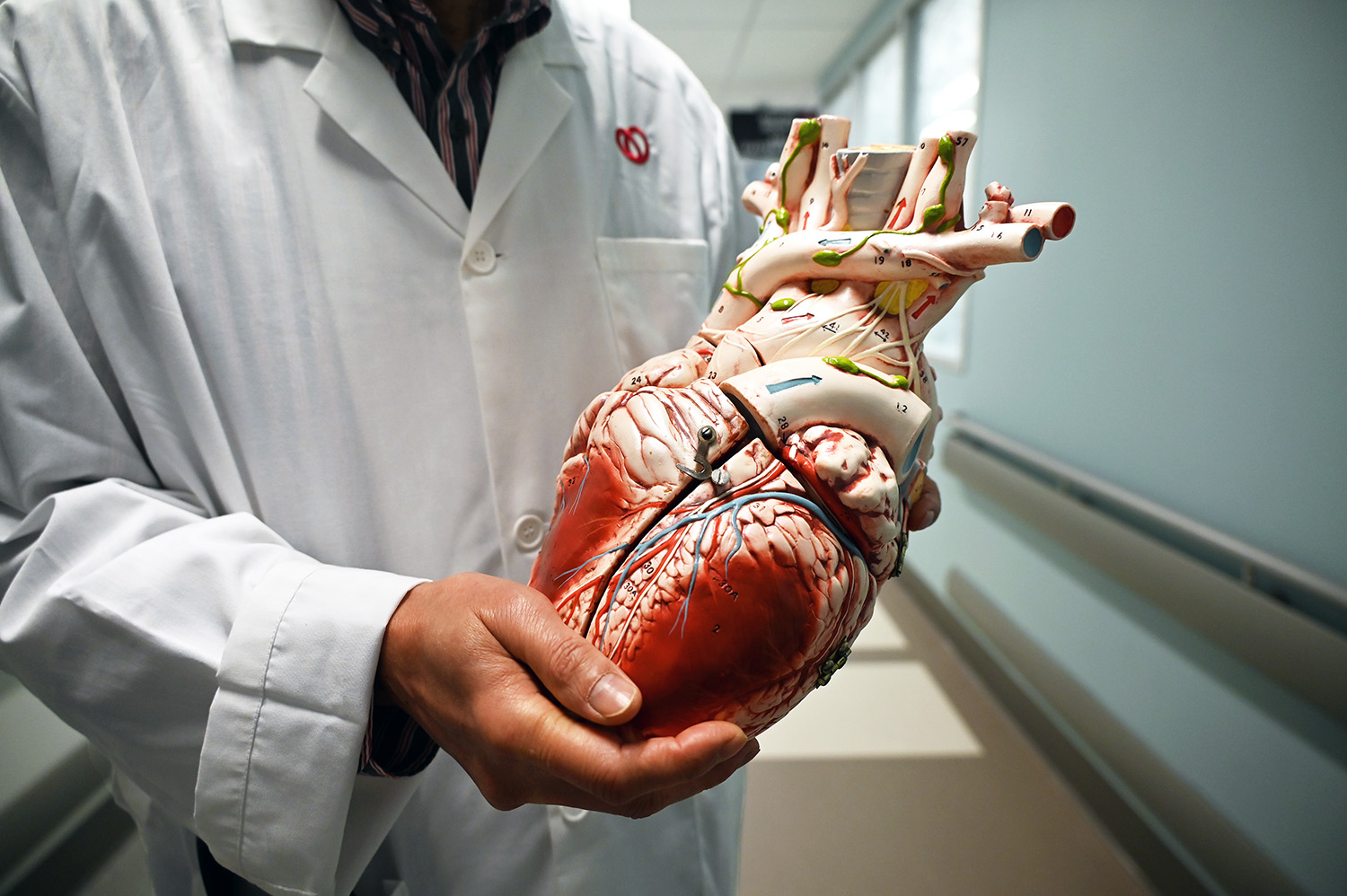 Dr. Kwan-Leung Chan holds a 3D heart model, a trusted teaching tool he's used for decades to illustrate the fundamentals of cardiac anatomy.