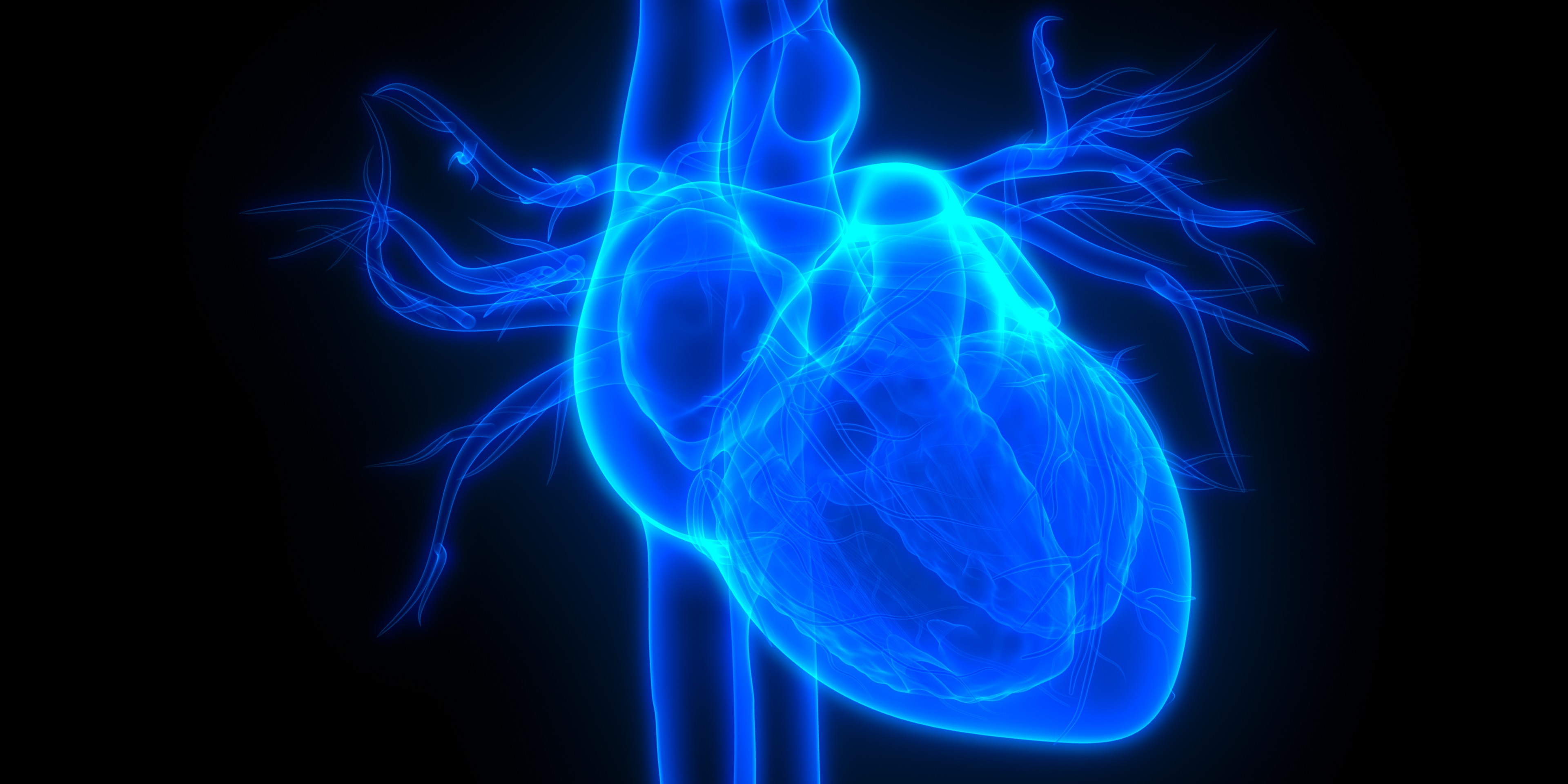 illustration of a heart