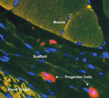 Scan image of muscle and progenitor cells