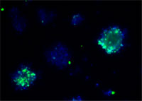 f CD34+ cells expressing integrin α5 (green) after culture on a collagen matrix