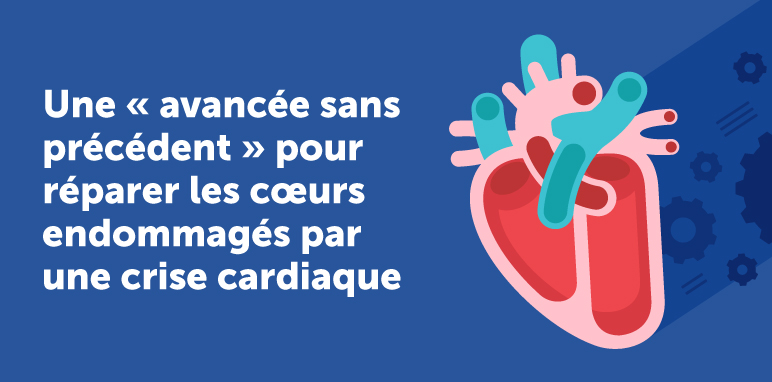 Une « avancée sans précédent » pour réparer les cœurs endommagés par une crise cardiaque