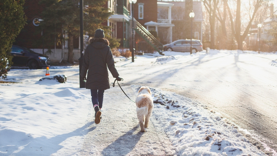 person walking with a dog in the winter