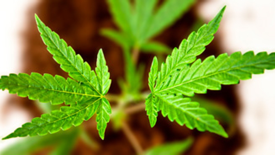 Marijuana plant leaves