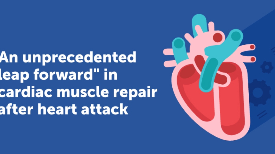 &quot;An Unprecedented Leap Forward&quot; in Cardiac Muscle Repair After Heart Attack