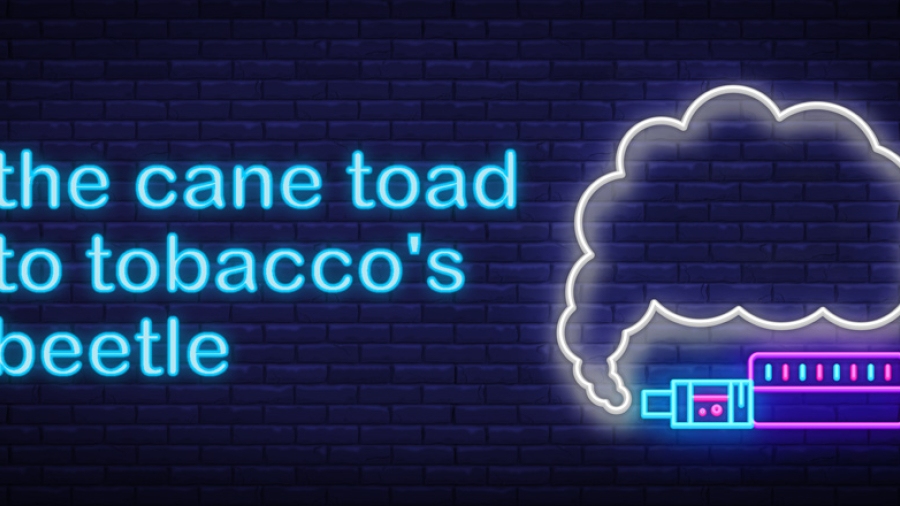 Banner image: The Cane Toad to tobacco's beetle