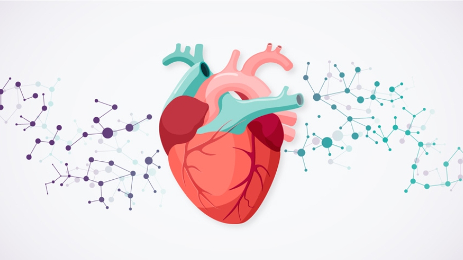 First-of-its-kind research offers new hope for people at risk of heart attack