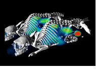 Multi-mouse PET/CT