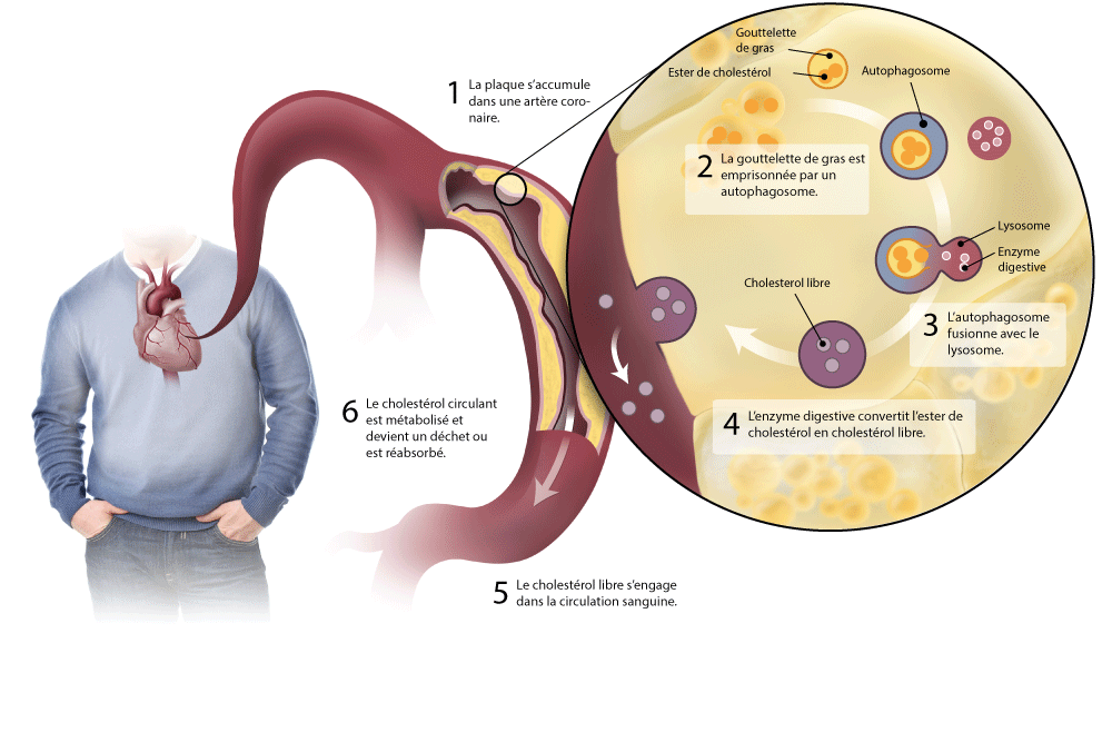 Processus d'autophagie