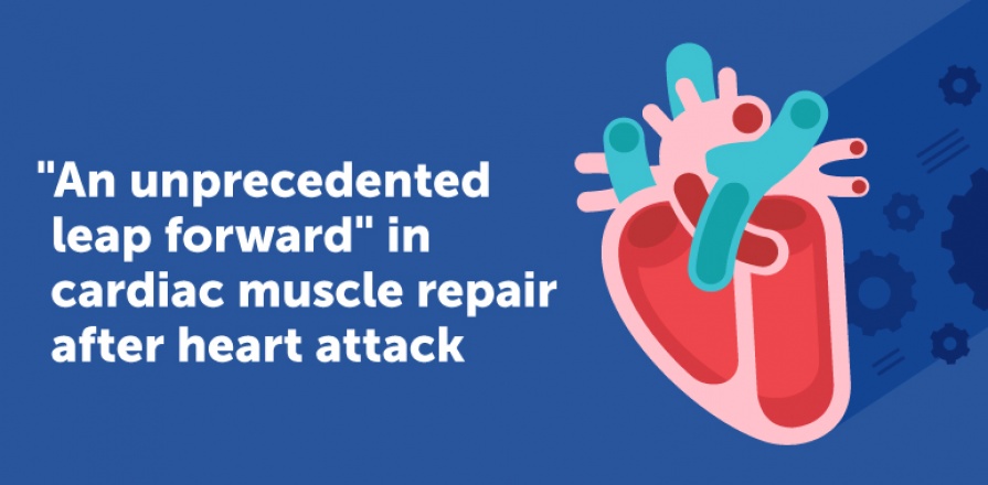 "An Unprecedented Leap Forward" in Cardiac Muscle Repair After Heart Attack